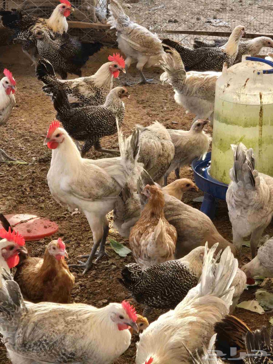 Fayoumi roosters, age 3.5 months for sale64371307007106110