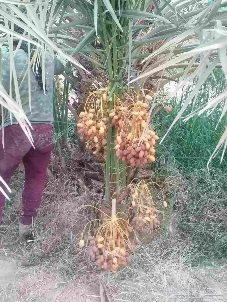 Palm trees64370554720641110