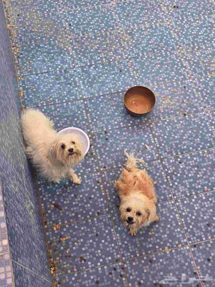 كلاب للتبني بسعر رمزي64370165566209110