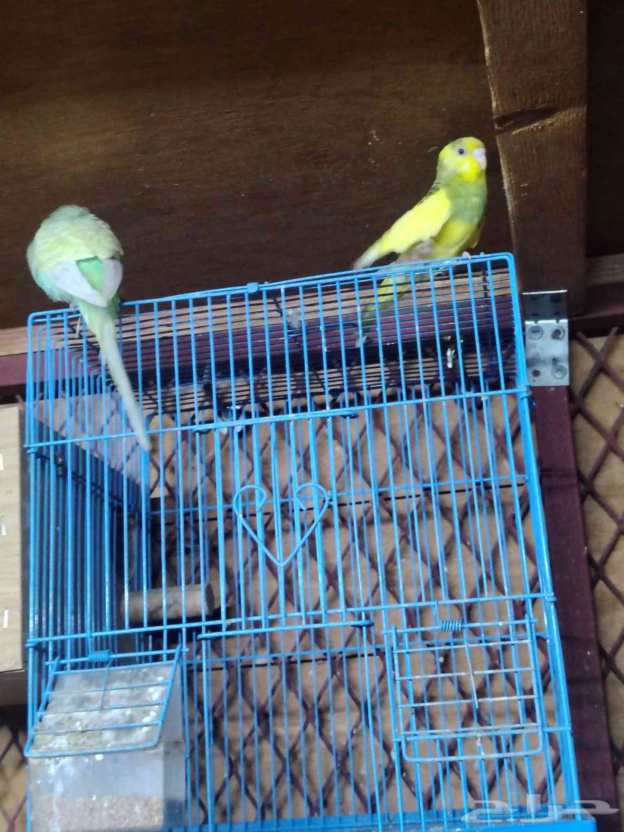 زوج بادجي تركيب جديد الصحة شرط بدون ملحقات. 9964363264455683111