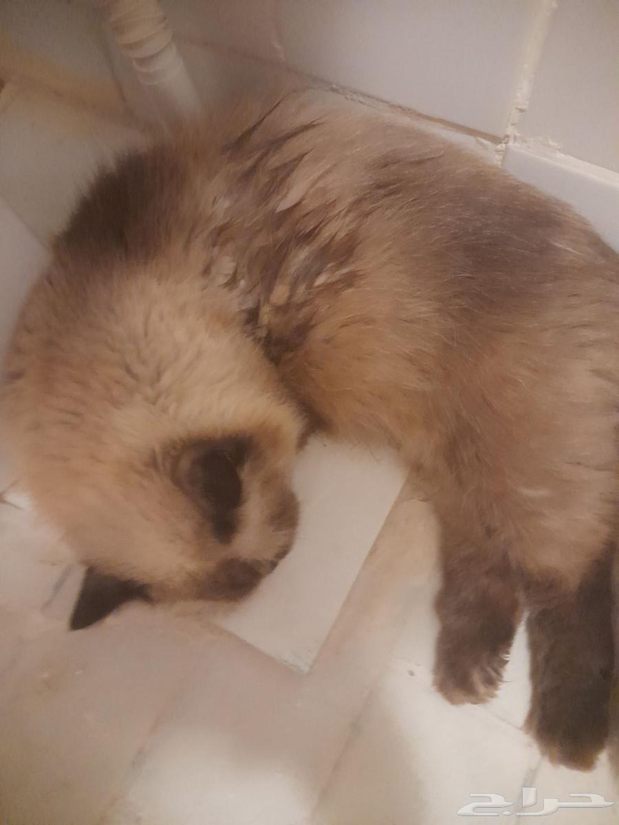 القطط تبني عمرهم 9 الشهور القطط شيزي البيع 30064405582998402110