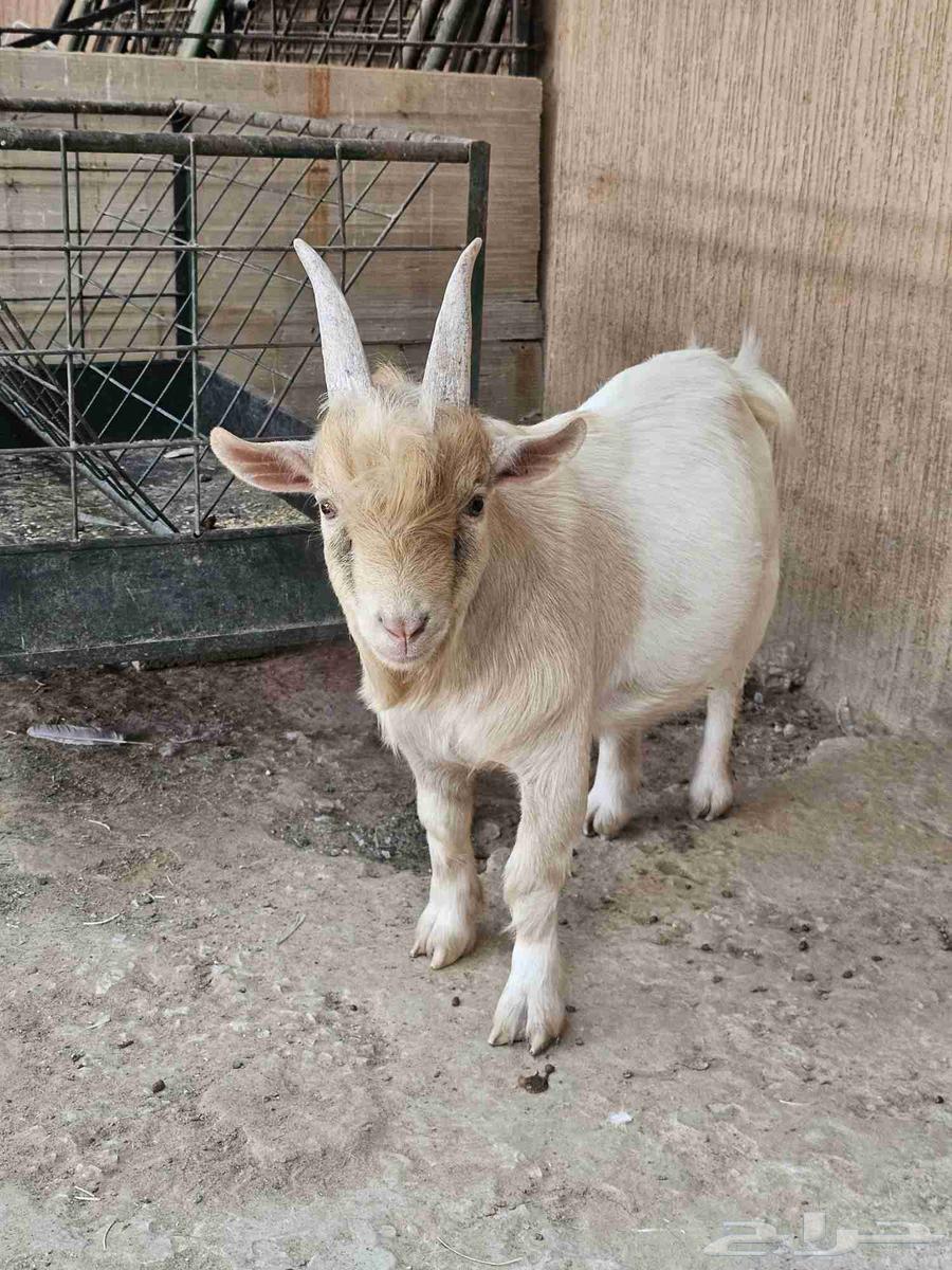 للبيع فحل ماعز قزم64368820627970110