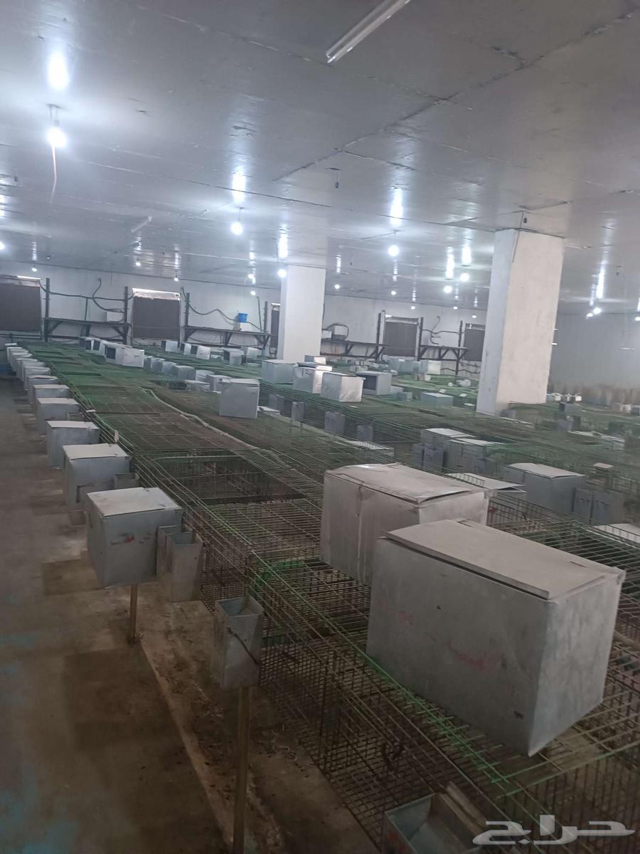 بطاريه ارانب نظام اوروبي مستعمله64375349004547113