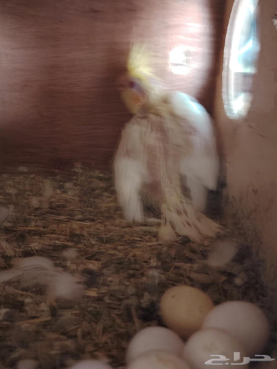 اجواز كروان للبيع64368966215555114