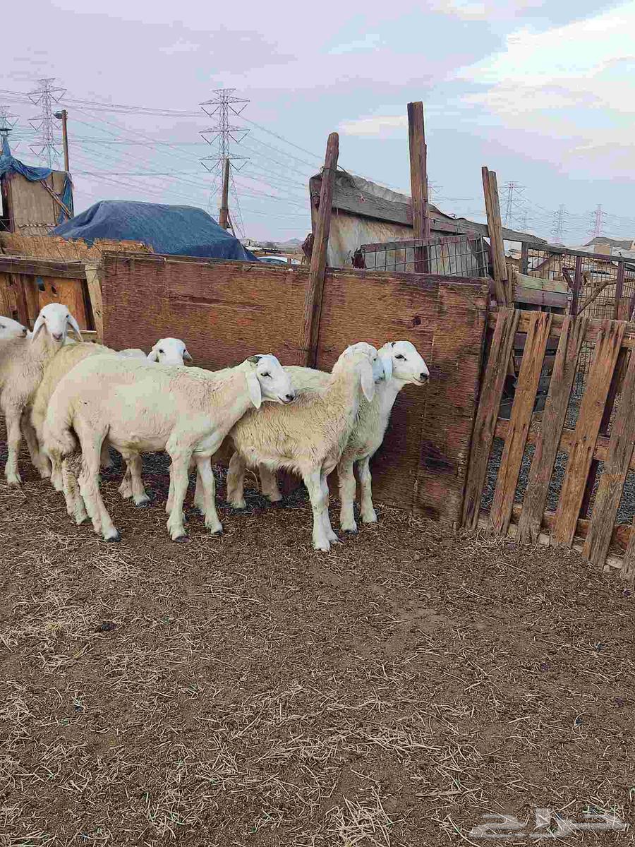 طليان حرية64368586534657110