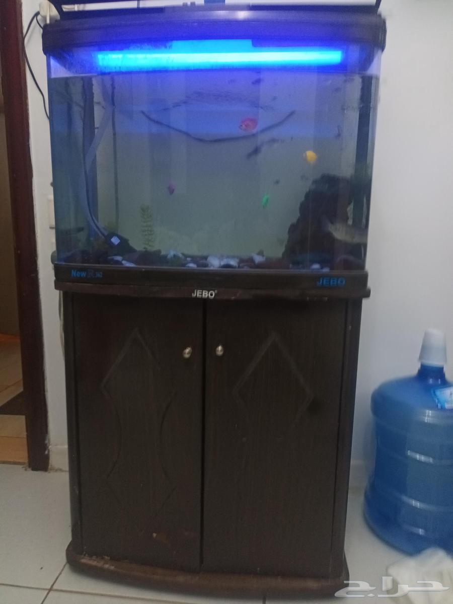 حوض سمك نظيف64372813340035113