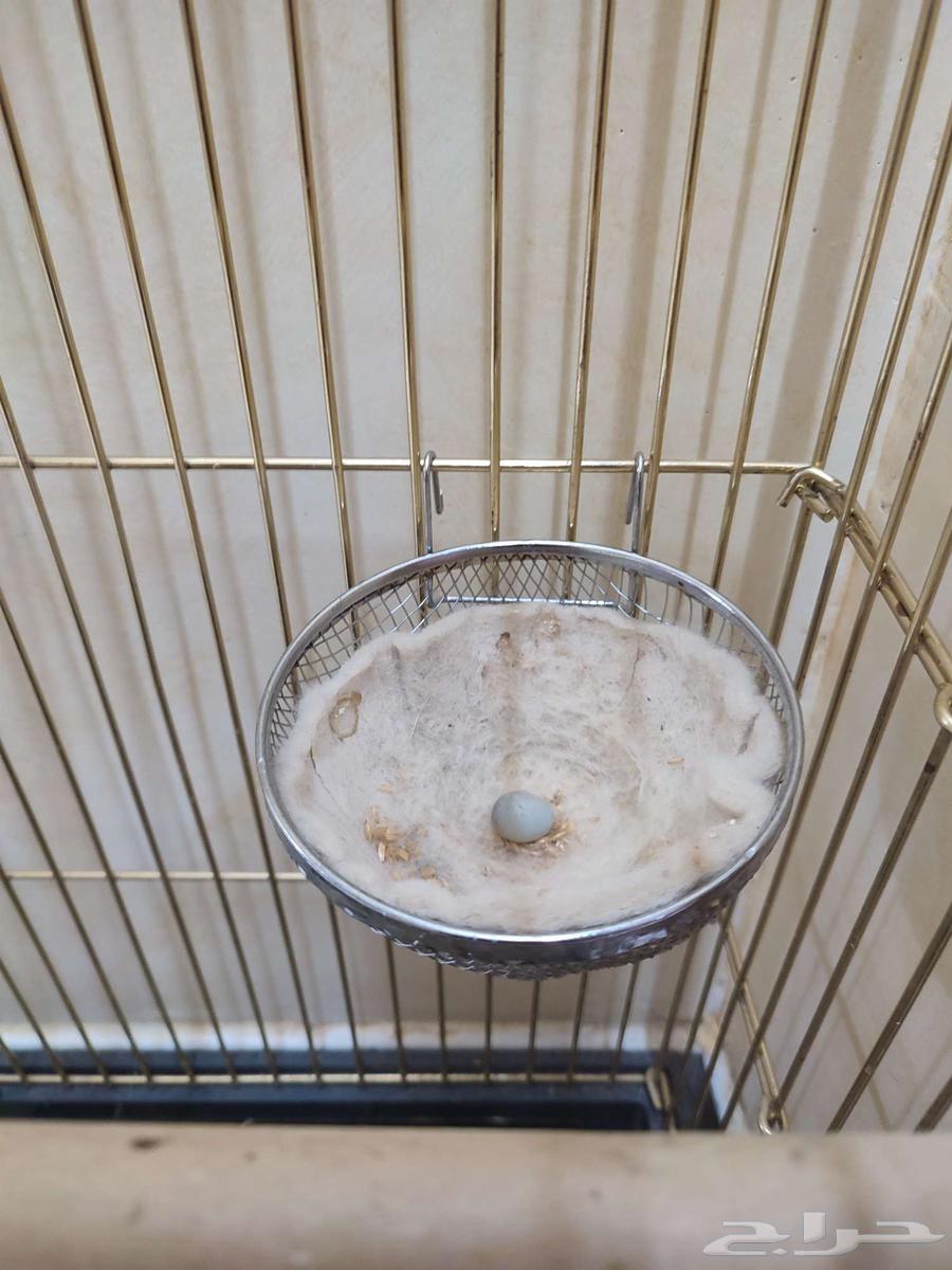 انثى كناري منتجة64366571413506111