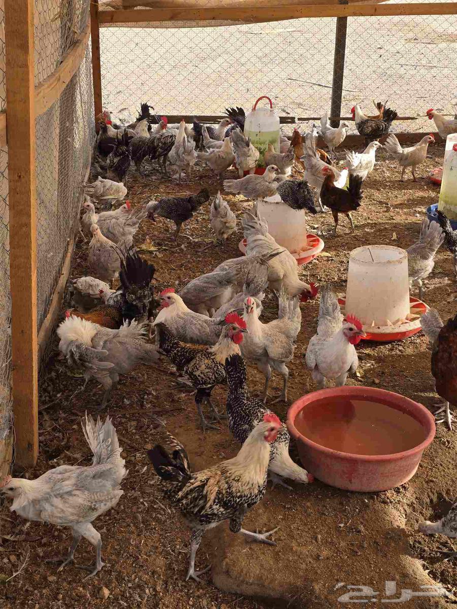 Fayoumi roosters, age 3.5 months for sale64371307007106111
