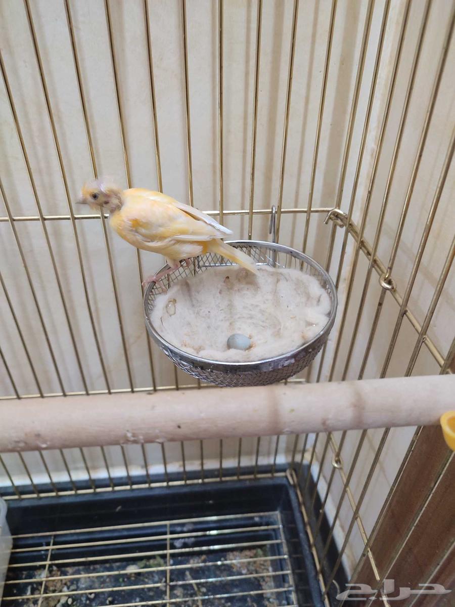 انثى كناري منتجة64366571413506110