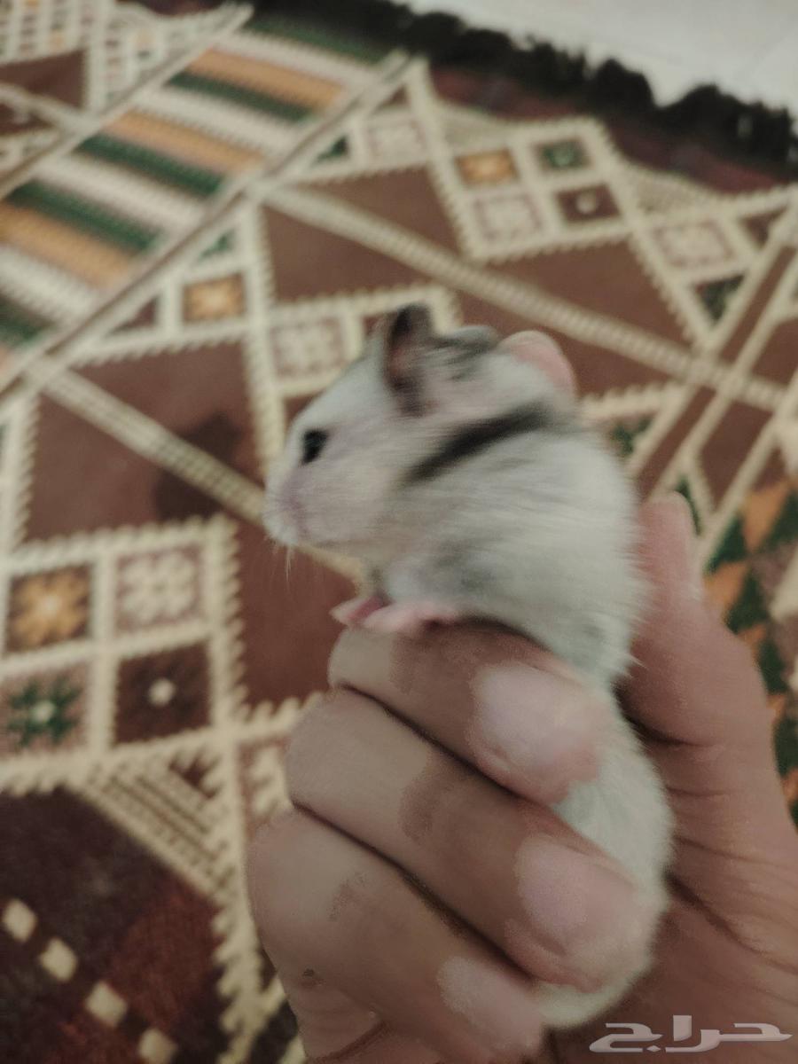 هامسترين للبيع64367741117186111