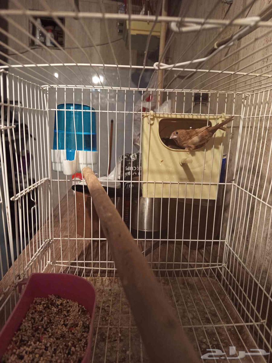 طائر الحسون البنغالي للبيع مع فراخه64371759542017114