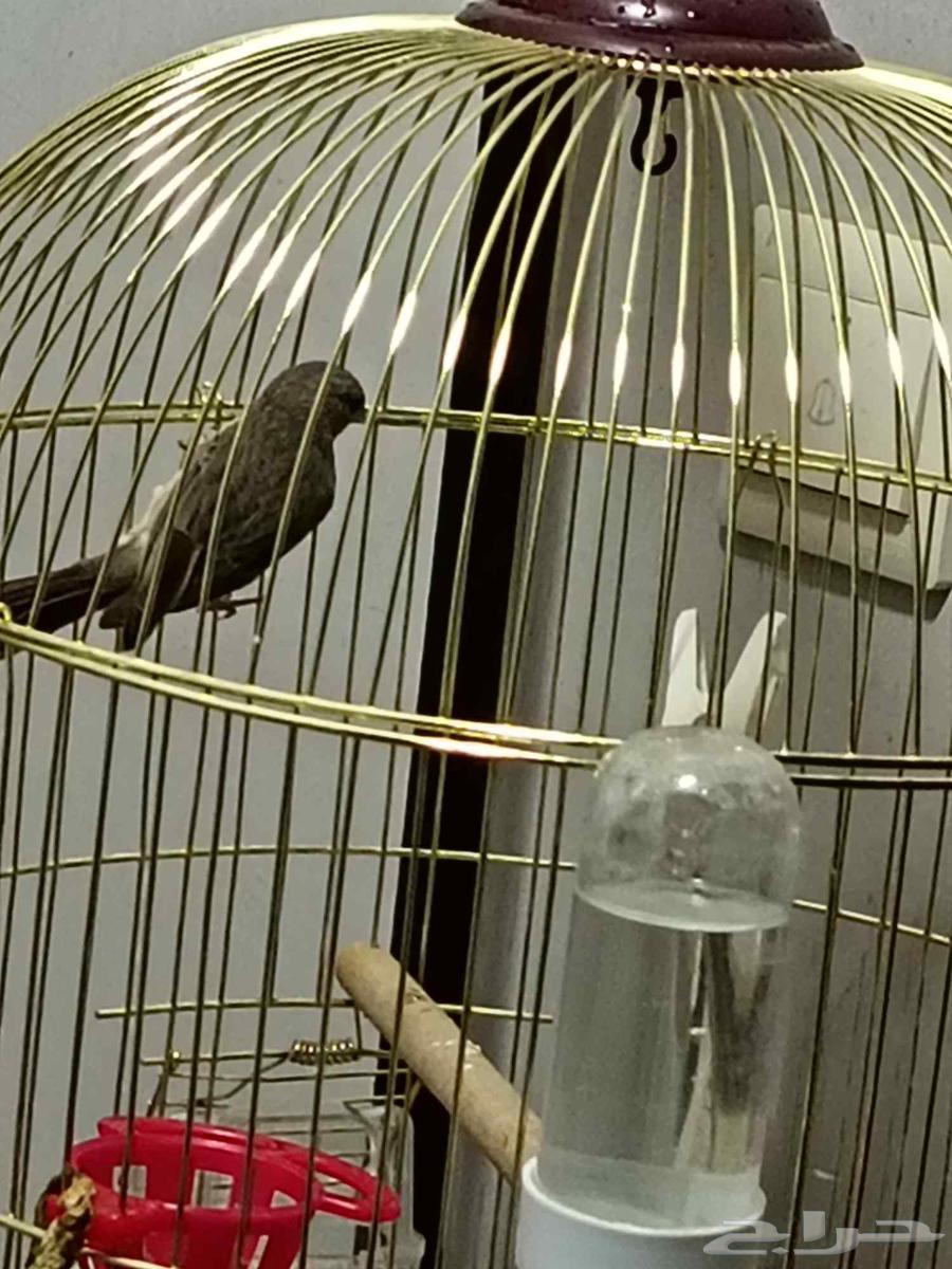 للبيع قري طايفي64372346078977113