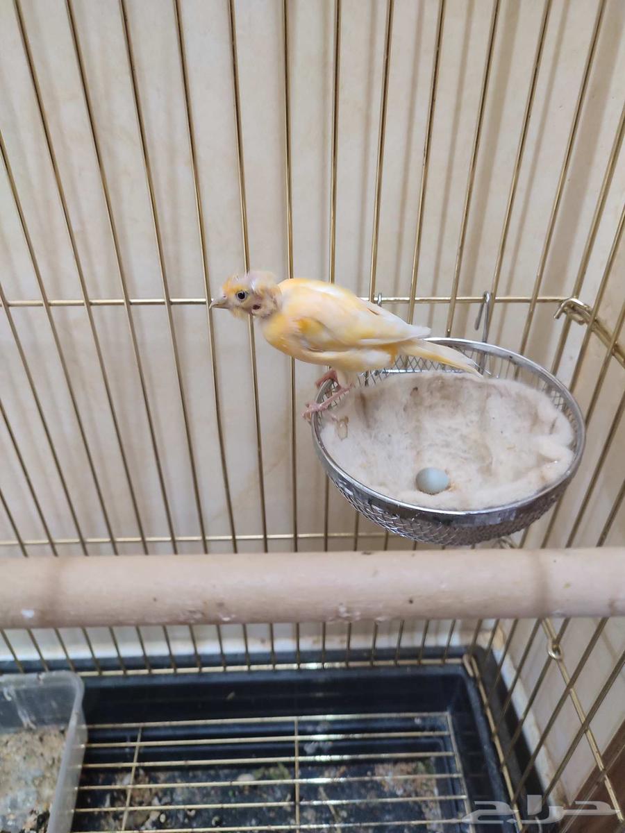 انثى كناري منتجة64366571413506113