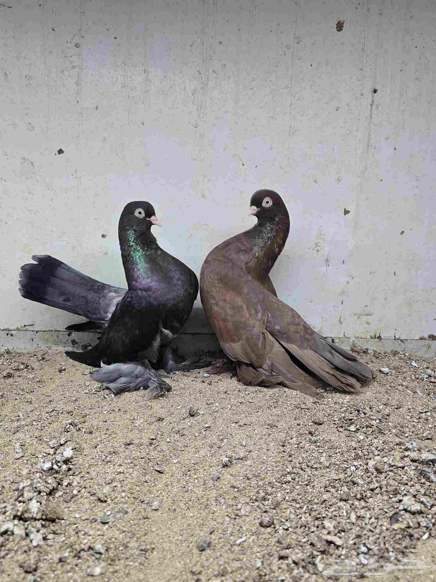 Alaska and Rostov64362680035841111