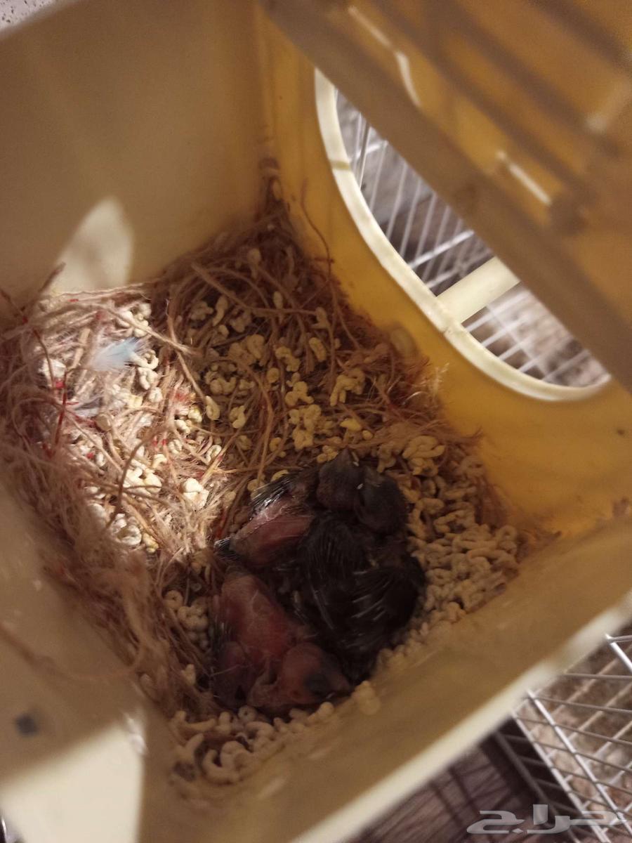 طائر الحسون البنغالي للبيع مع فراخه64371759542017110