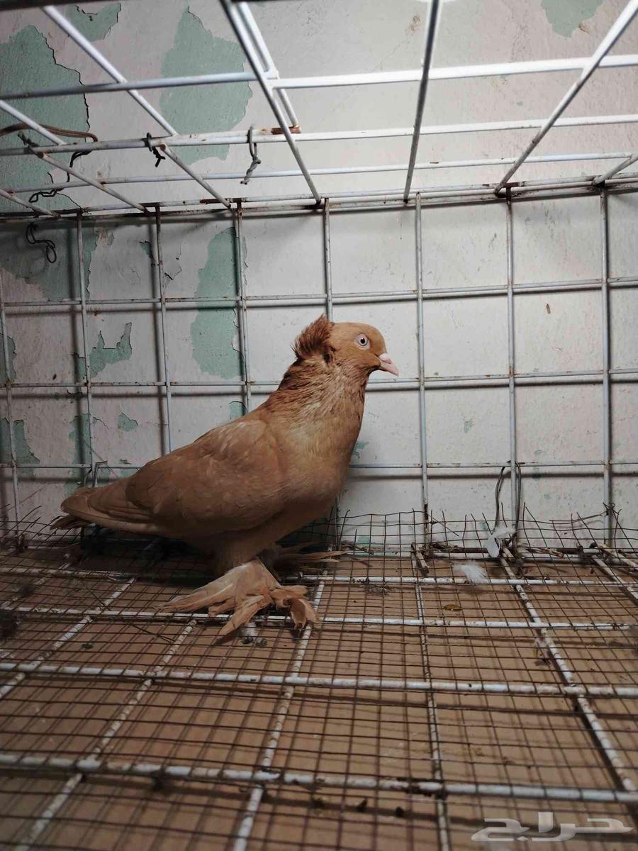 للبيع نثية عراقي أصفر64375037638785111