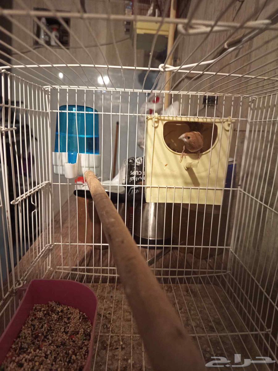 طائر الحسون البنغالي للبيع مع فراخه64371759542017113