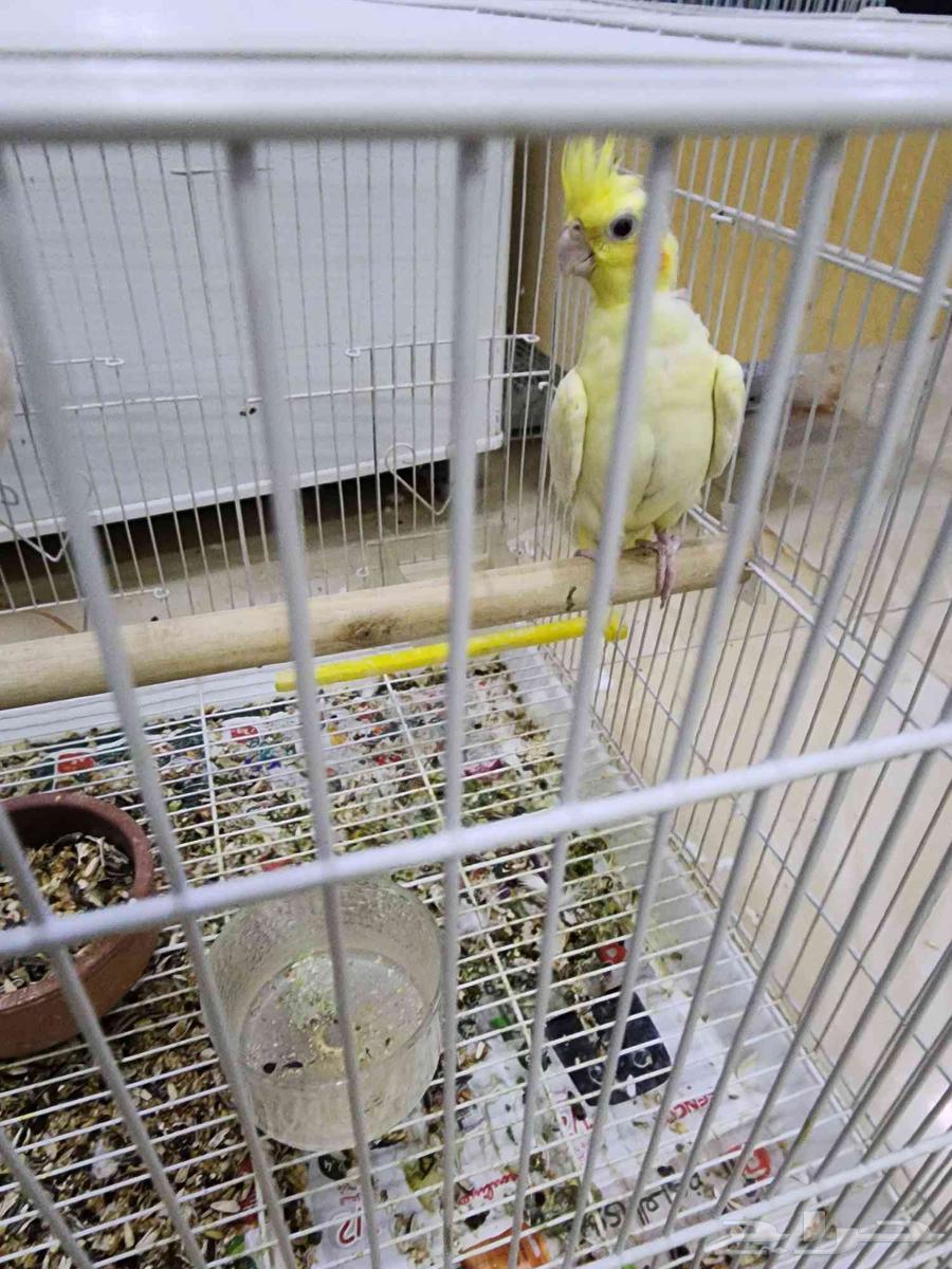 كرون للبيع64372565272578113