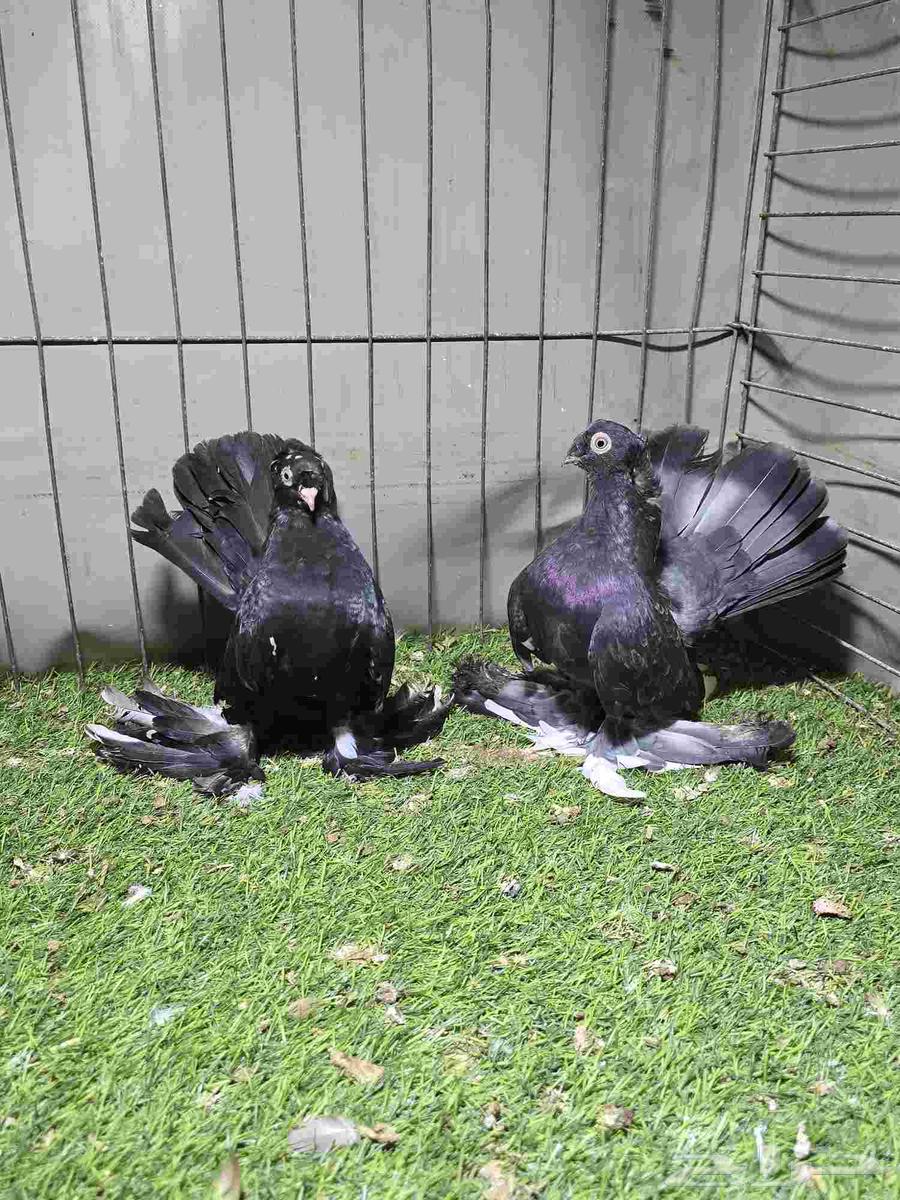 Alaska and Rostov64362680035841110