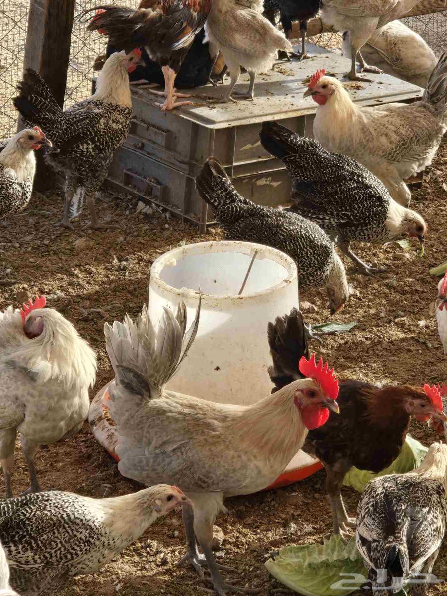 Fayoumi roosters, age 3.5 months for sale64371307007106112