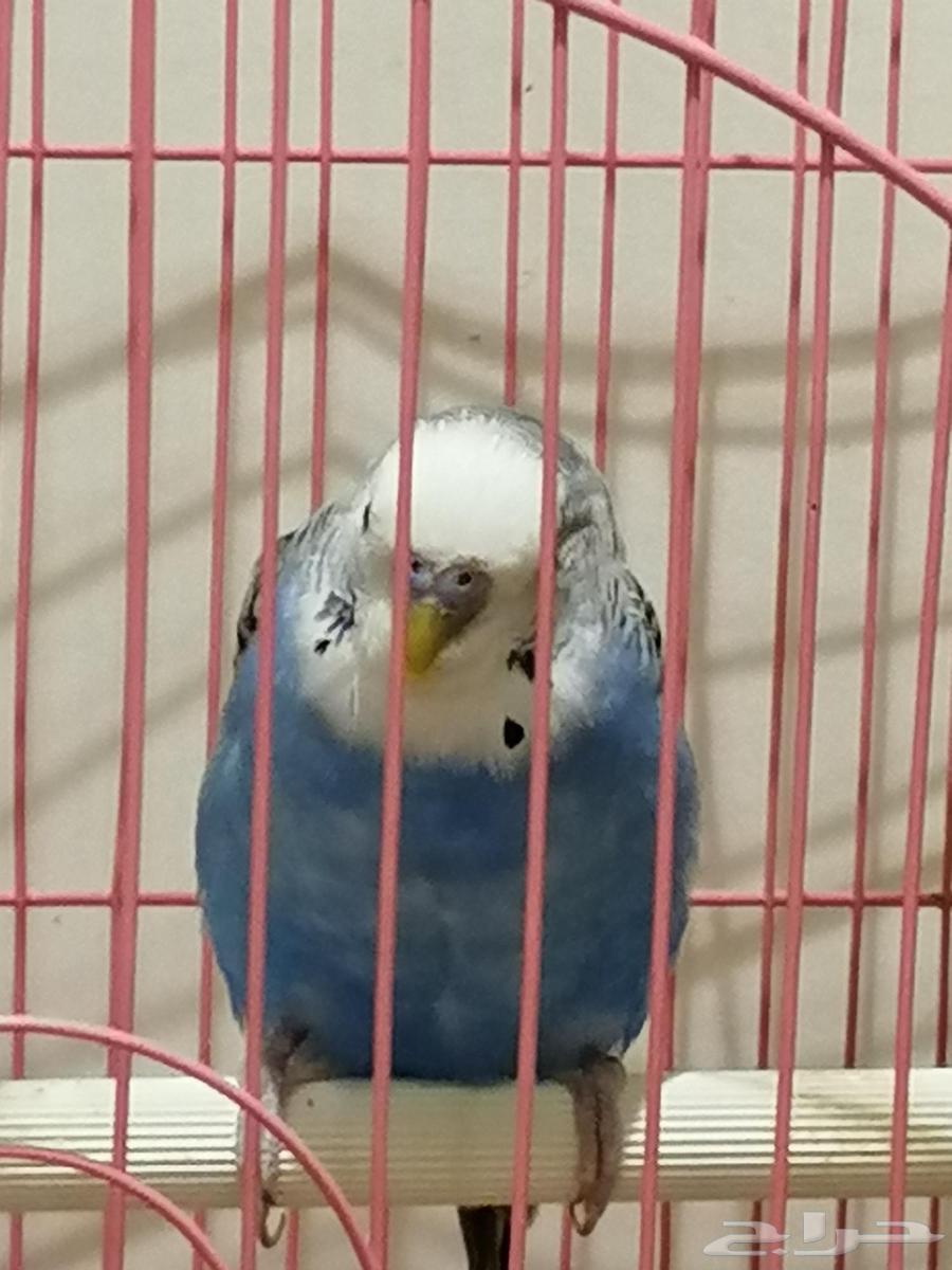 بادجي للبيع64373403438850114