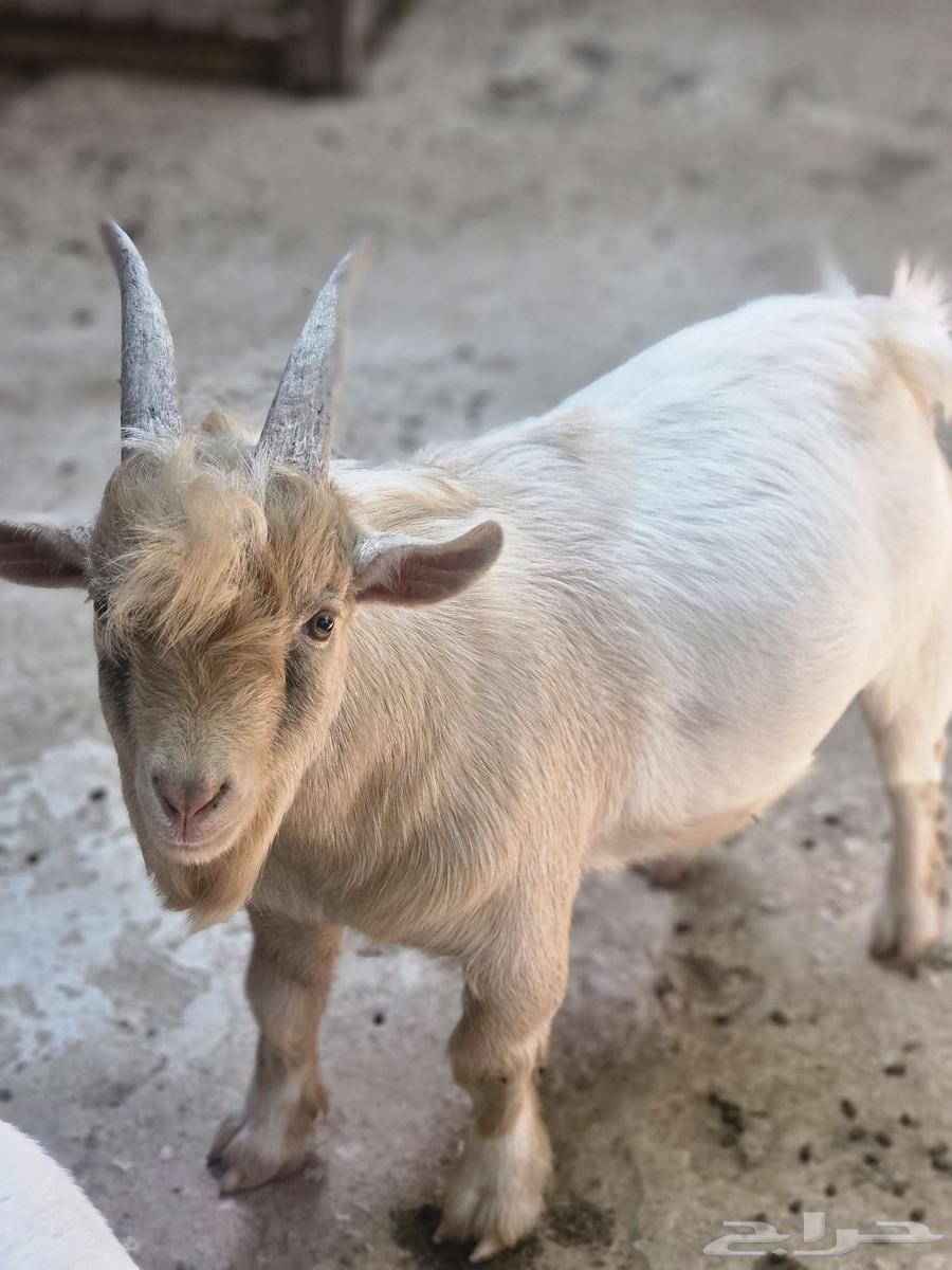 للبيع فحل ماعز قزم64368820627970114