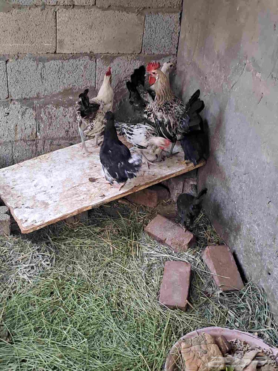 Roosters and hens Bashayer64365276626689112