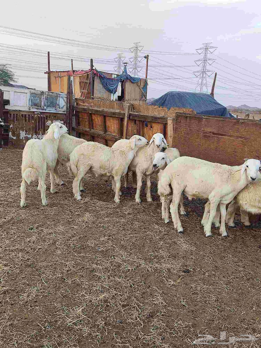 طليان حرية64368586534657111