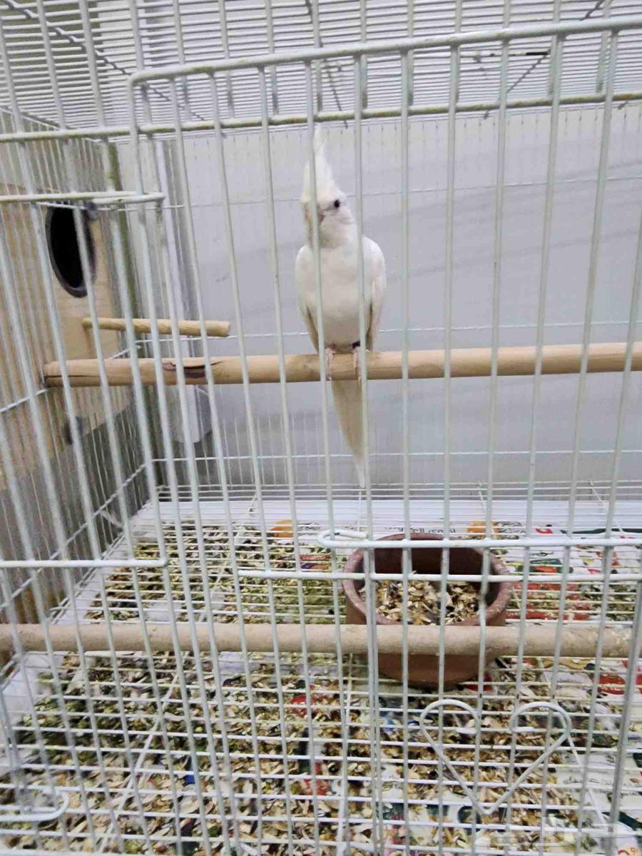 كرون للبيع64372565272578112