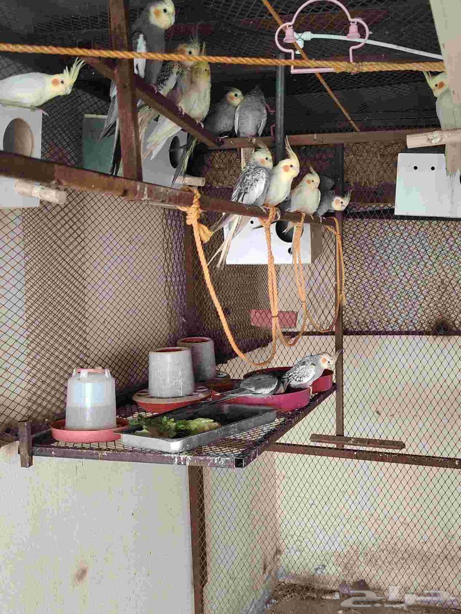 اجواز كروان للبيع64368966215555112