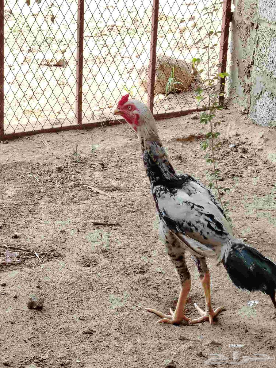 ديك باكستاني اصيل64366130591363112