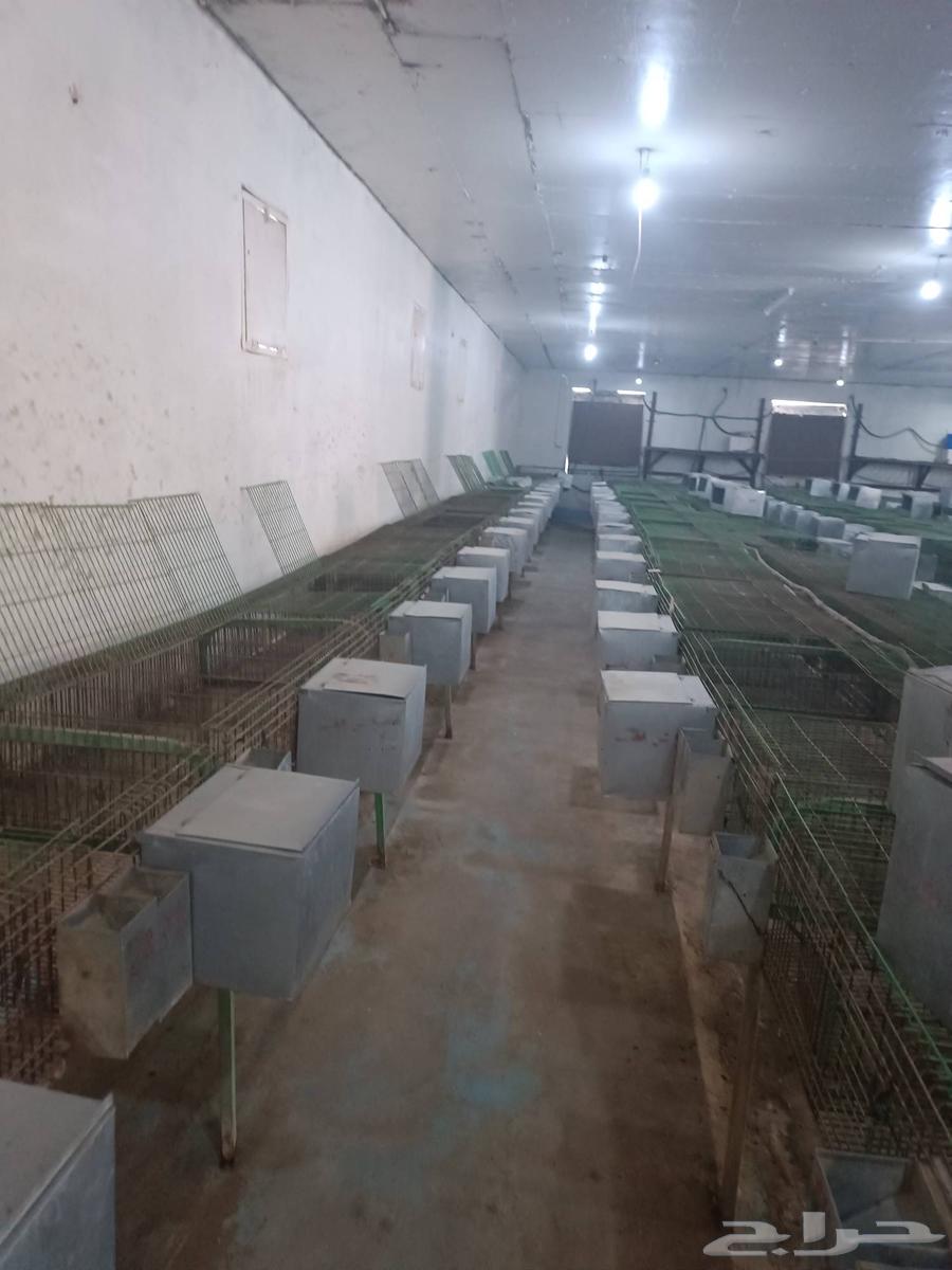 بطاريه ارانب نظام اوروبي مستعمله64375349004547111