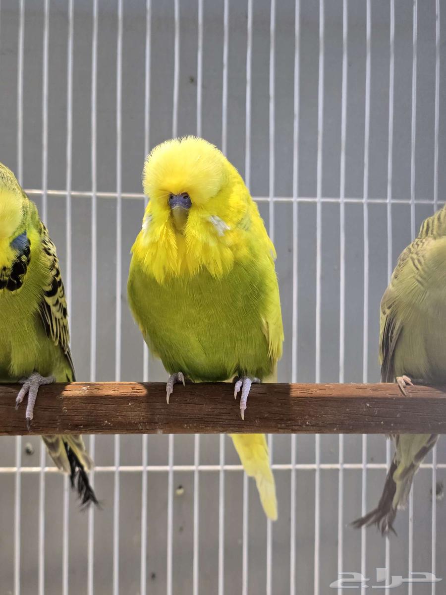 للبيع ذكر انجليزي نازل من ساس قوي64373049004163111