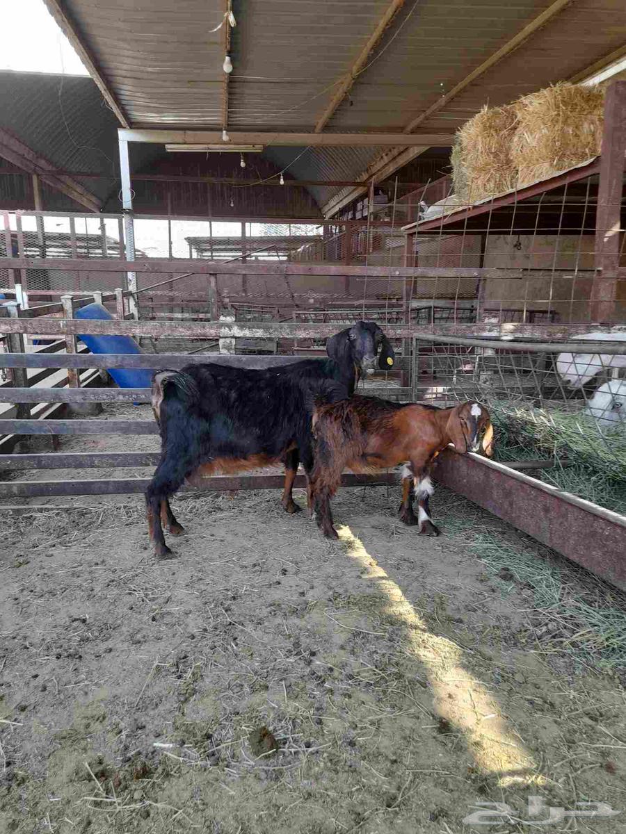 معزا. للبيع. سوق. العزيزية64365645212163114