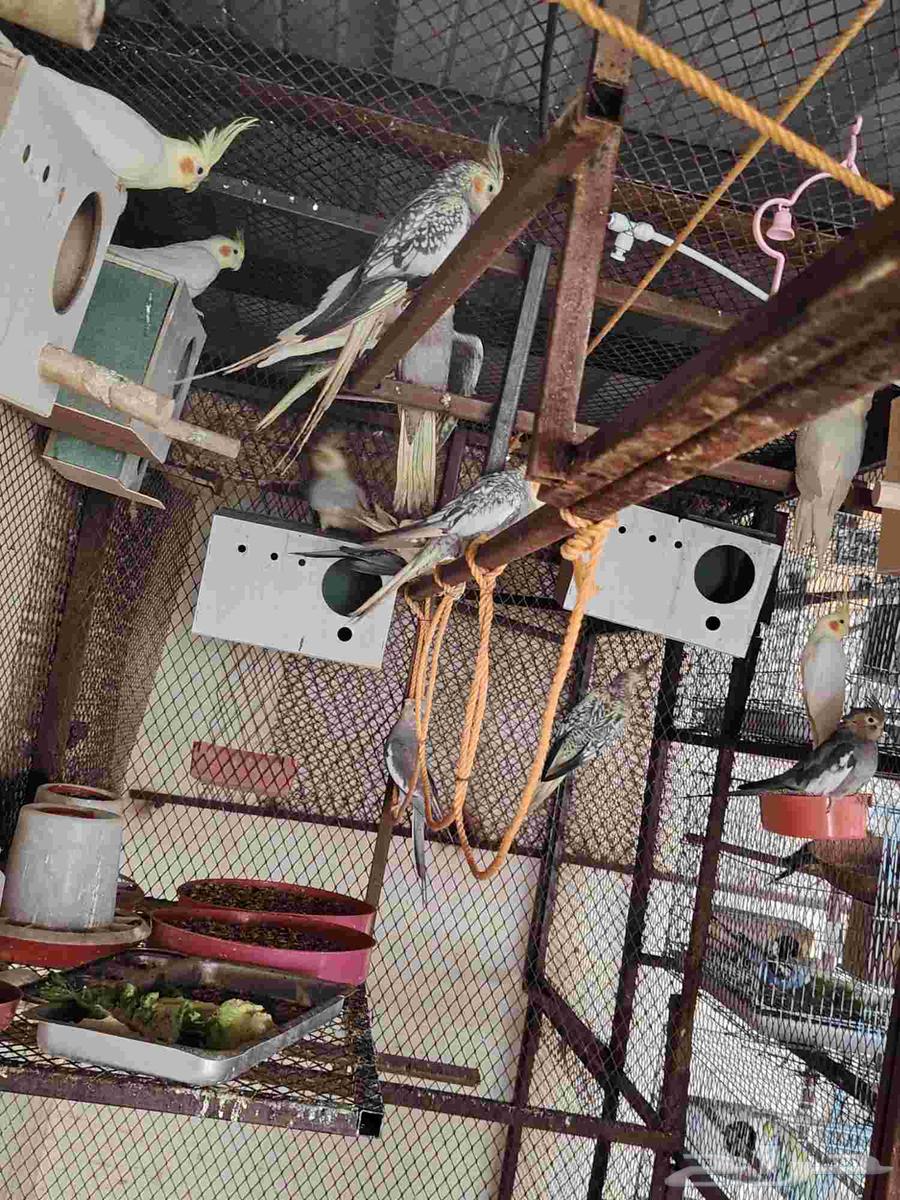 اجواز كروان للبيع64368966215555110