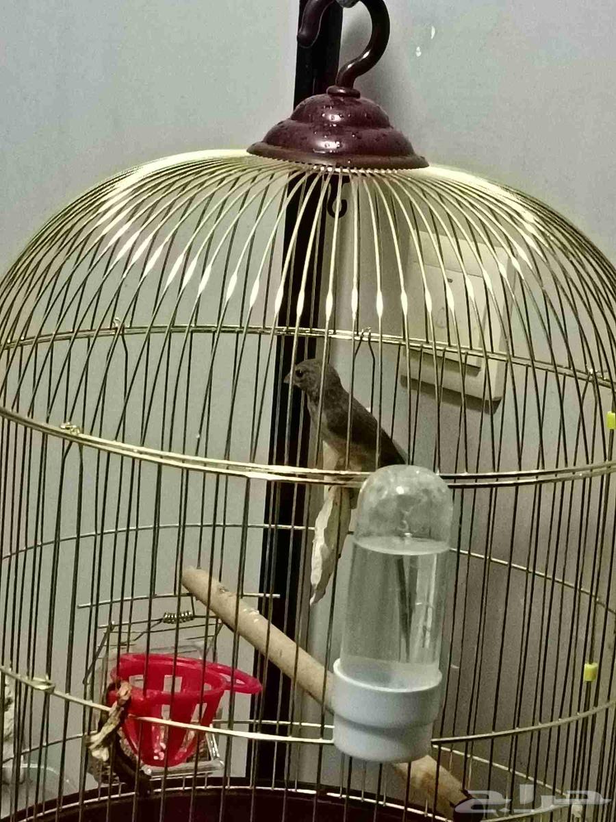 للبيع قري طايفي64372346078977110