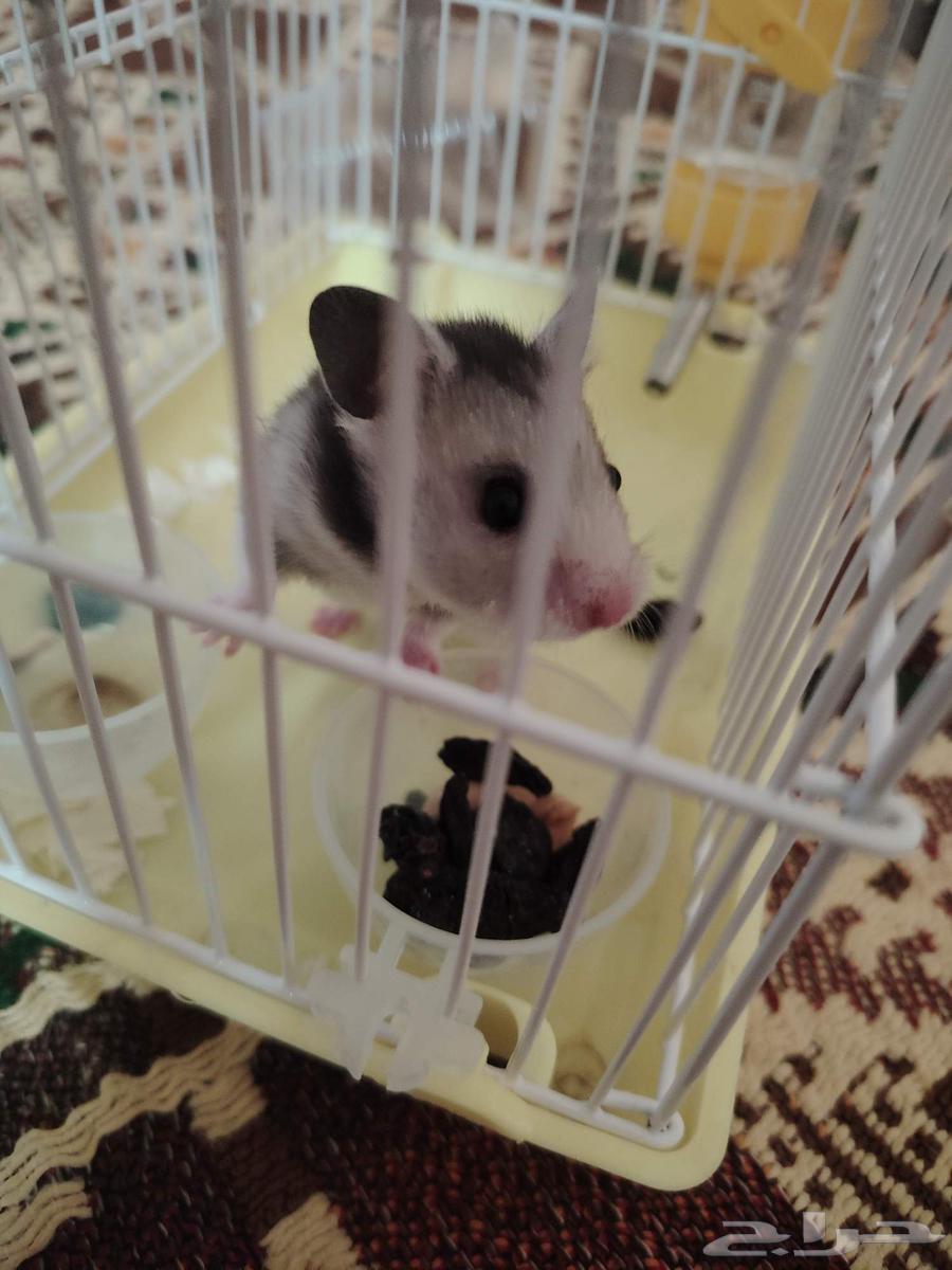هامسترين للبيع64367741117186110