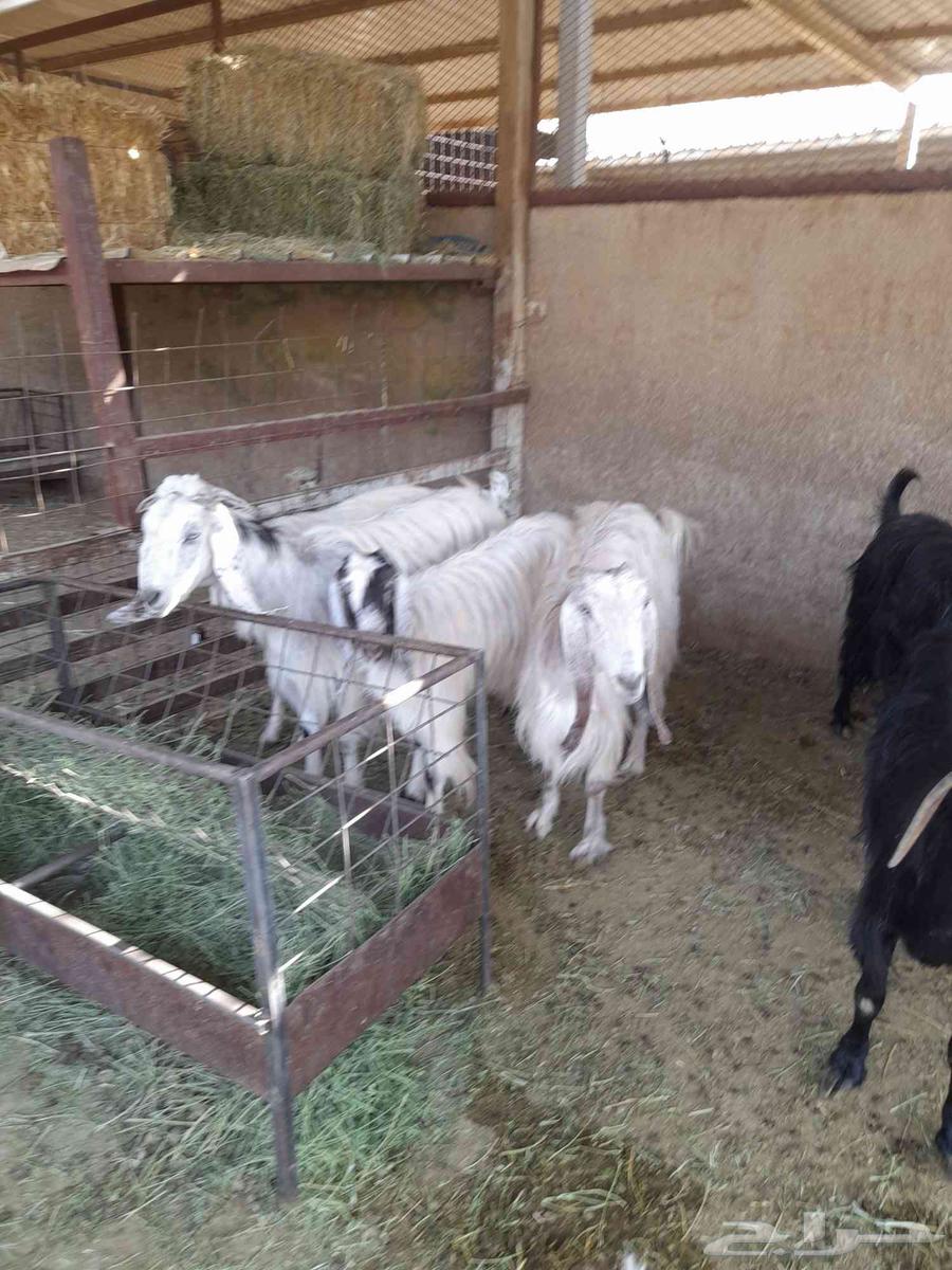 معزا. للبيع. سوق. العزيزية64365645212163113