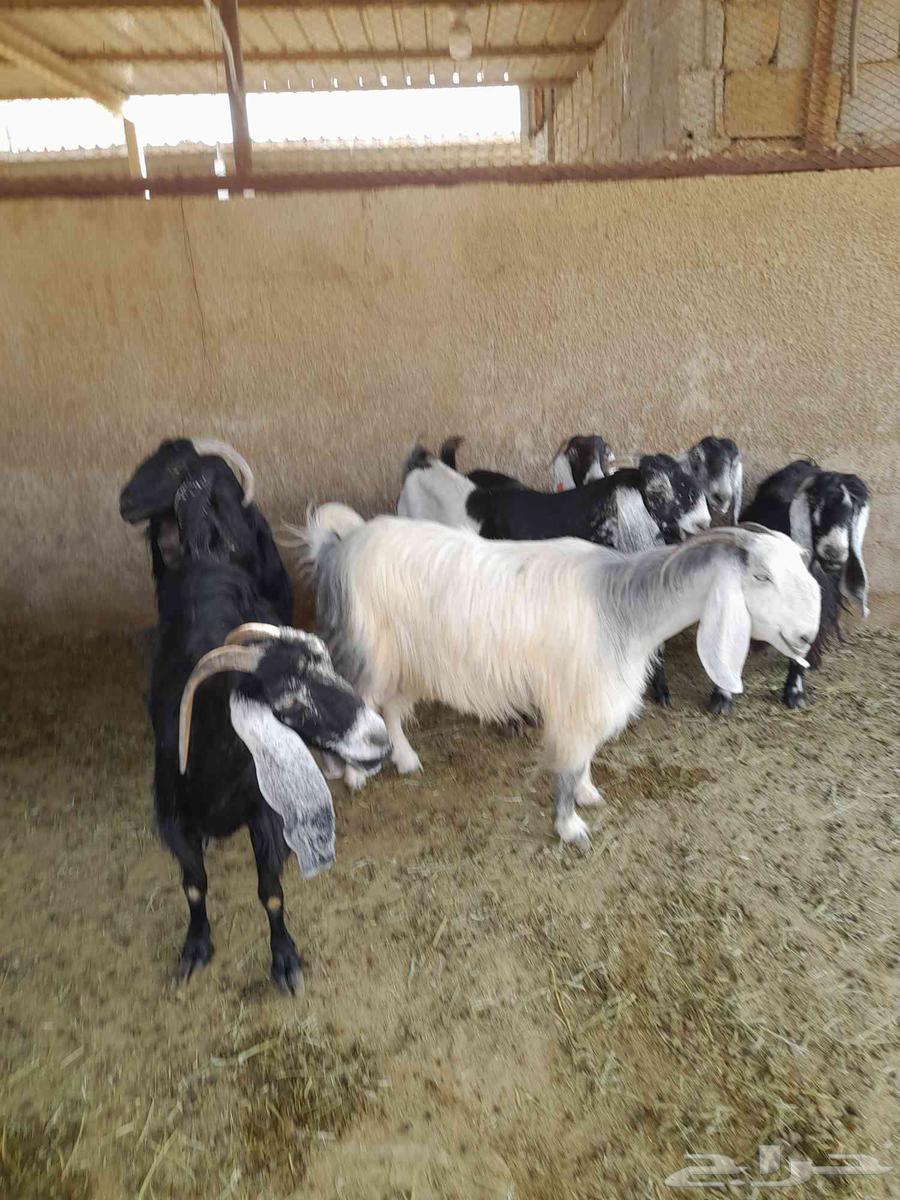 معزا. للبيع. سوق. العزيزية64365645212163112