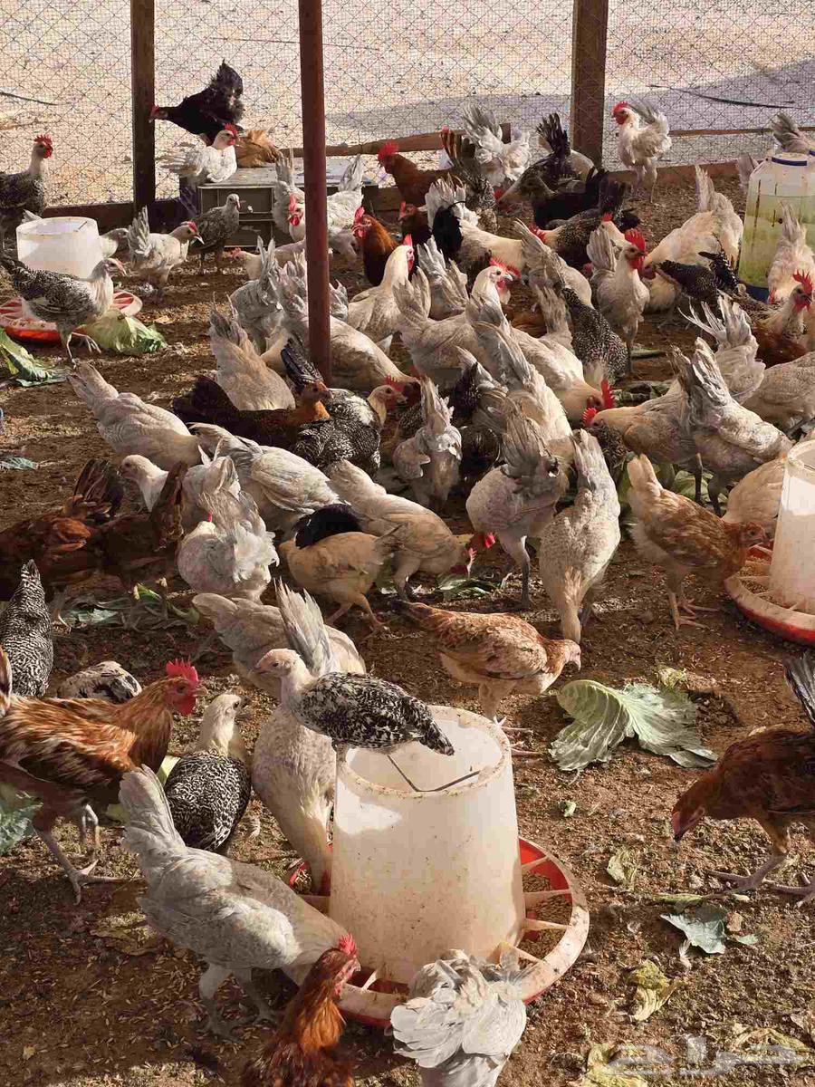 Fayoumi roosters, age 3.5 months for sale64371307007106113