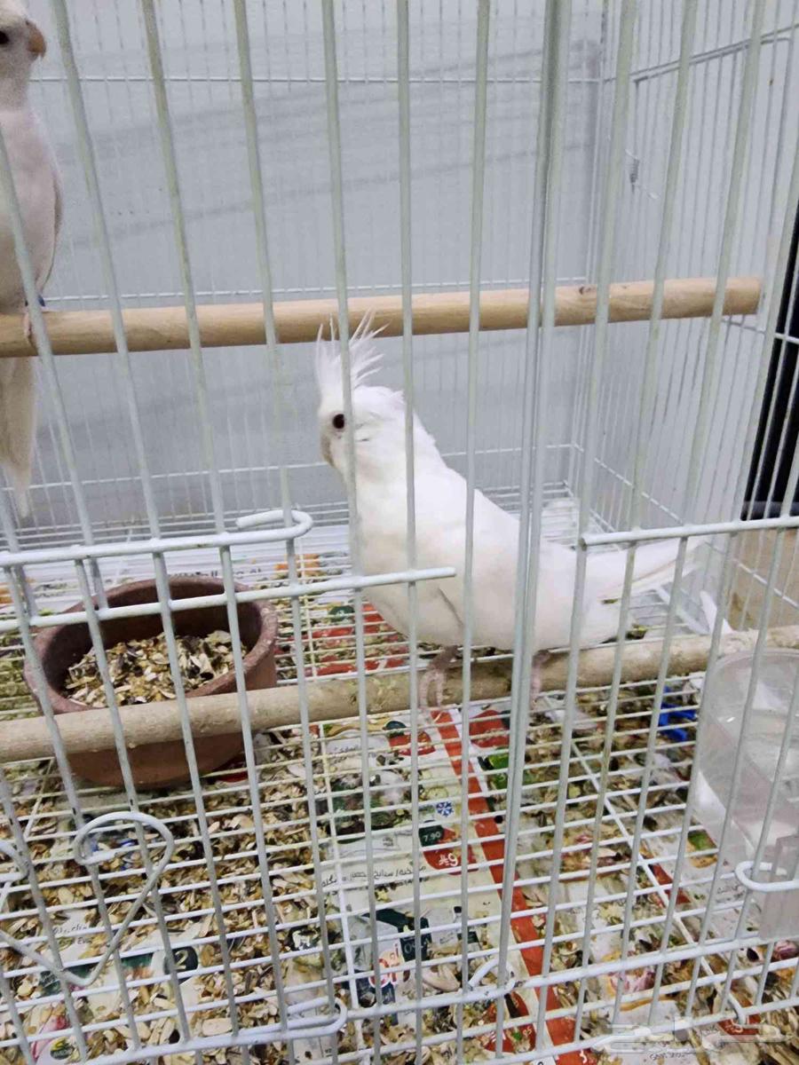 كرون للبيع64372565272578111