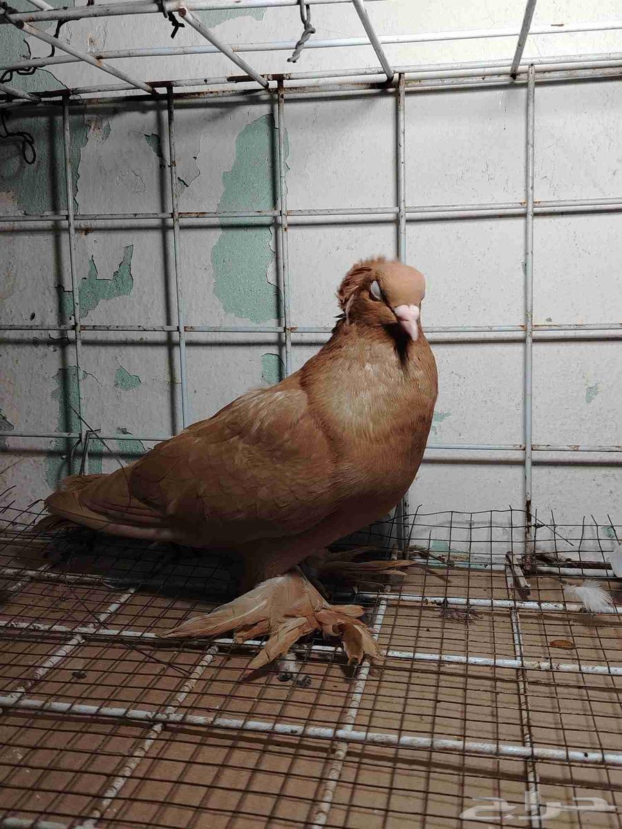 للبيع نثية عراقي أصفر64375037638785110