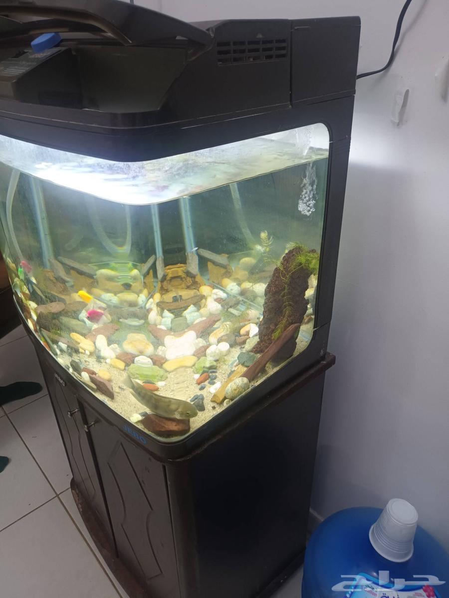 حوض سمك نظيف64372813340035110