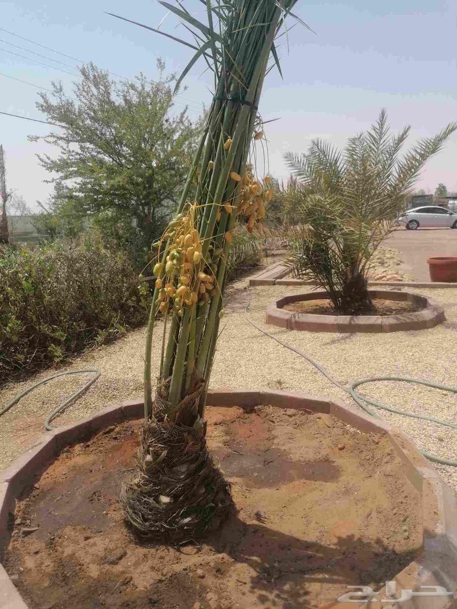 Palm trees64370554720641114