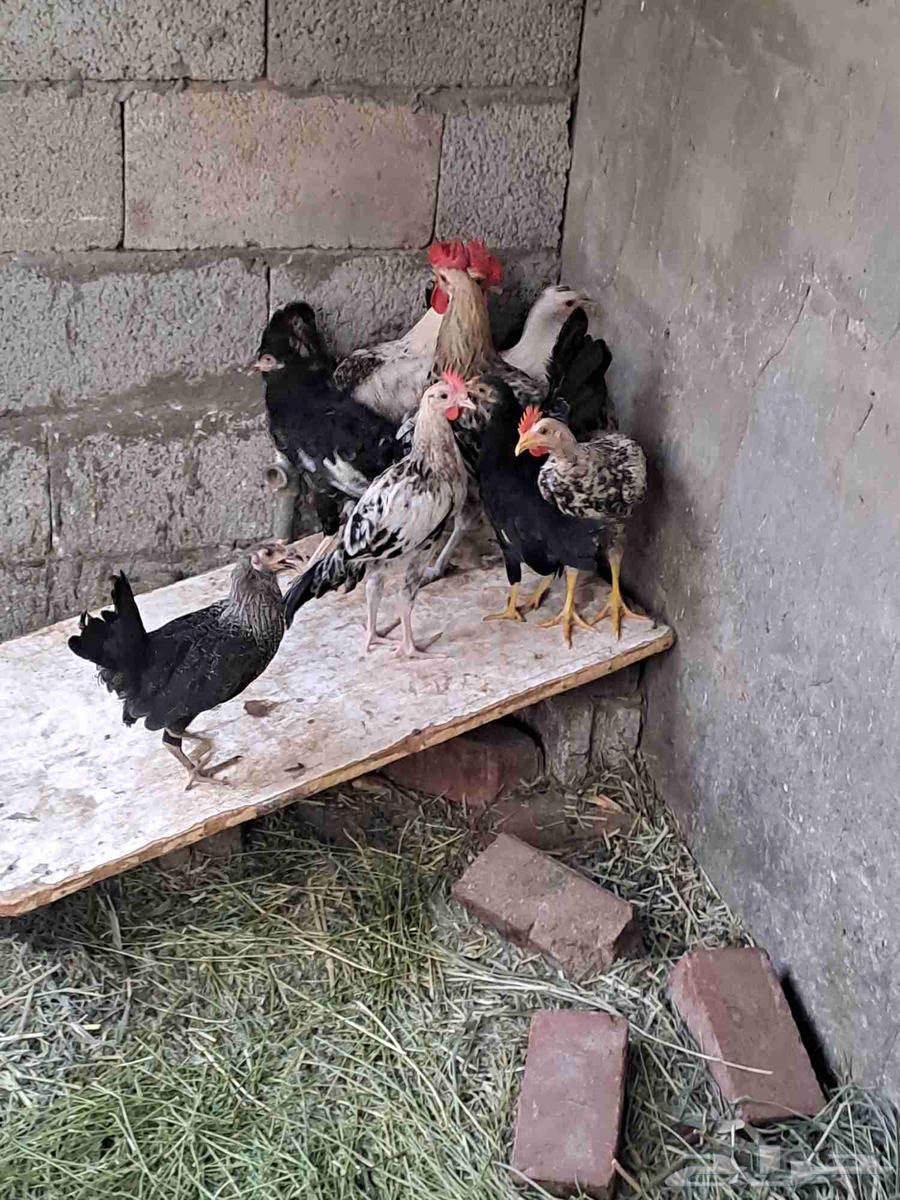 Roosters and hens Bashayer64365276626689111