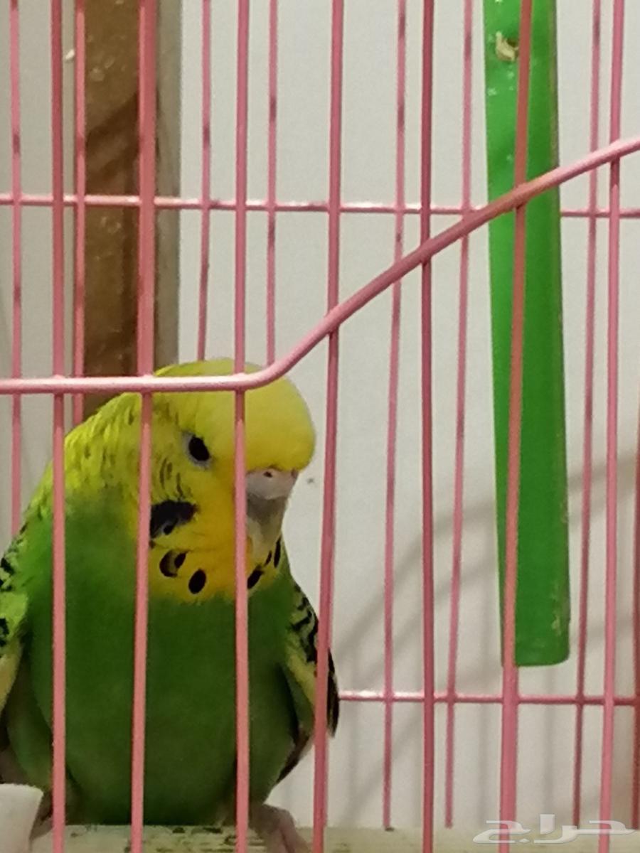 بادجي للبيع64373403438850113