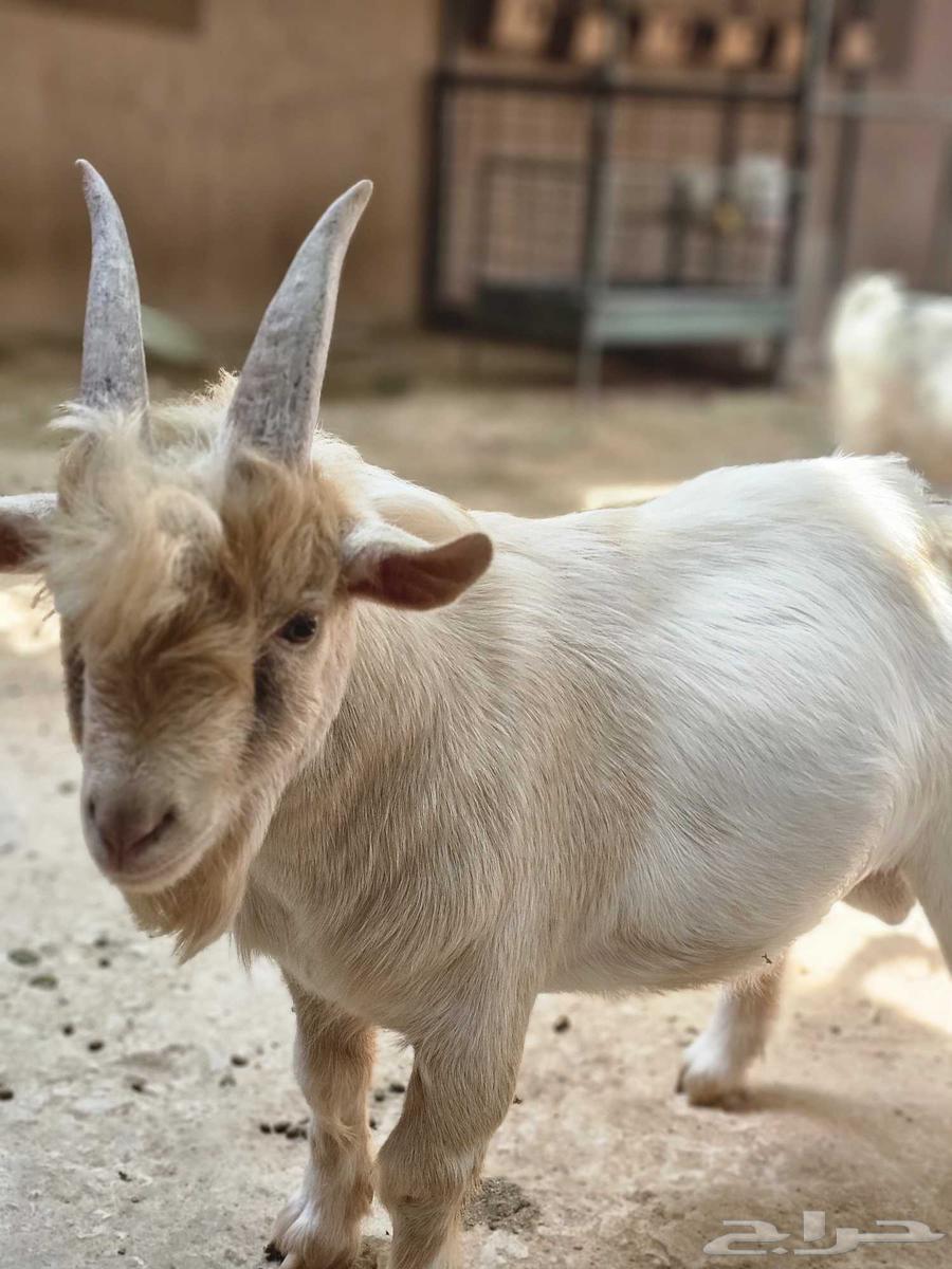 للبيع فحل ماعز قزم64368820627970113
