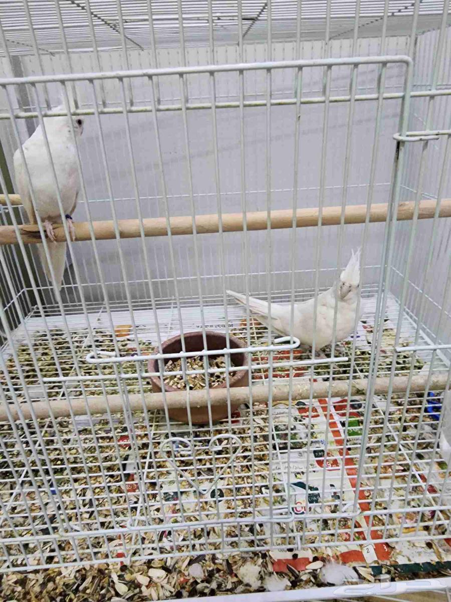 كرون للبيع64372565272578110