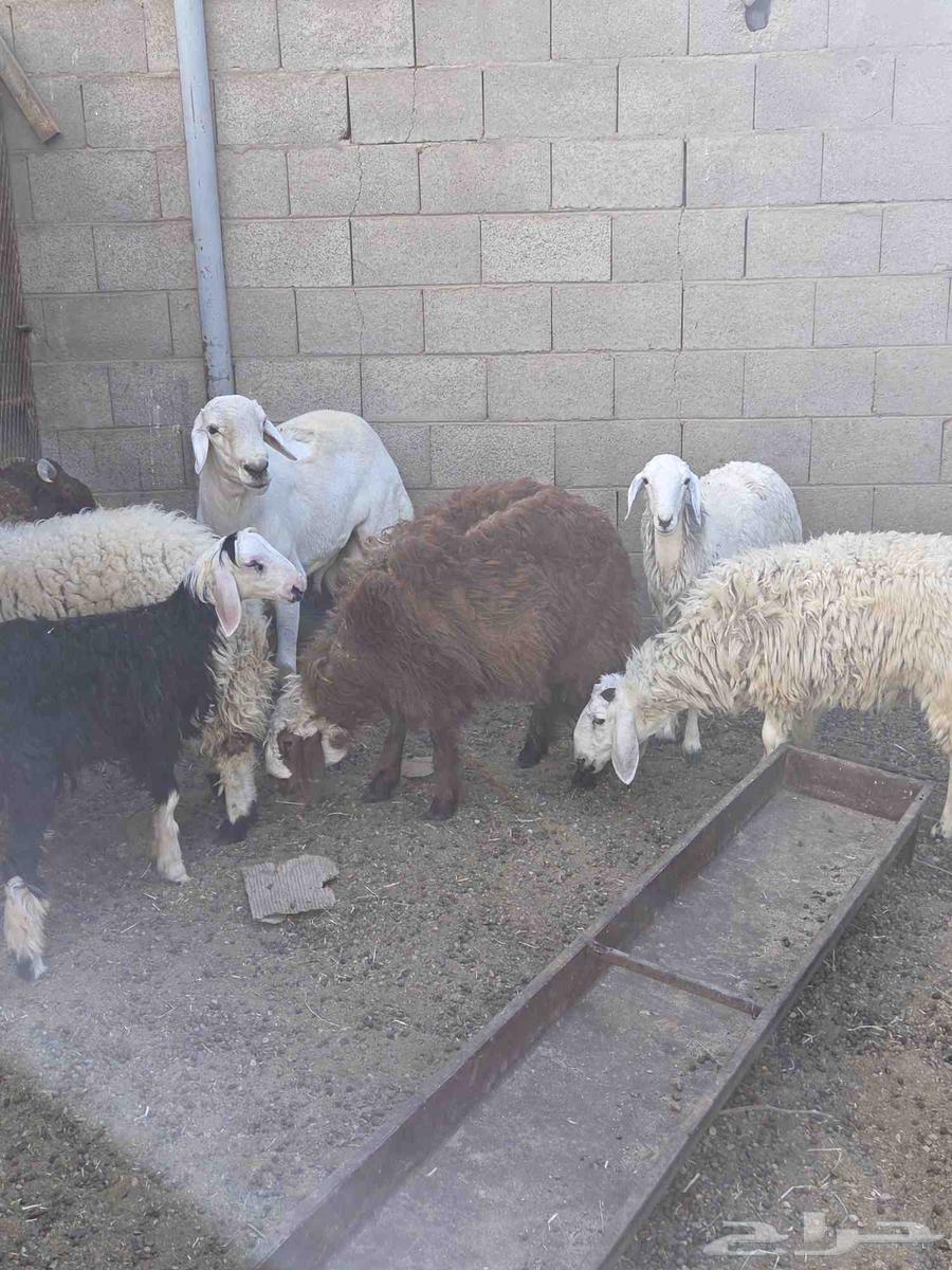 Sheep64371133180545110