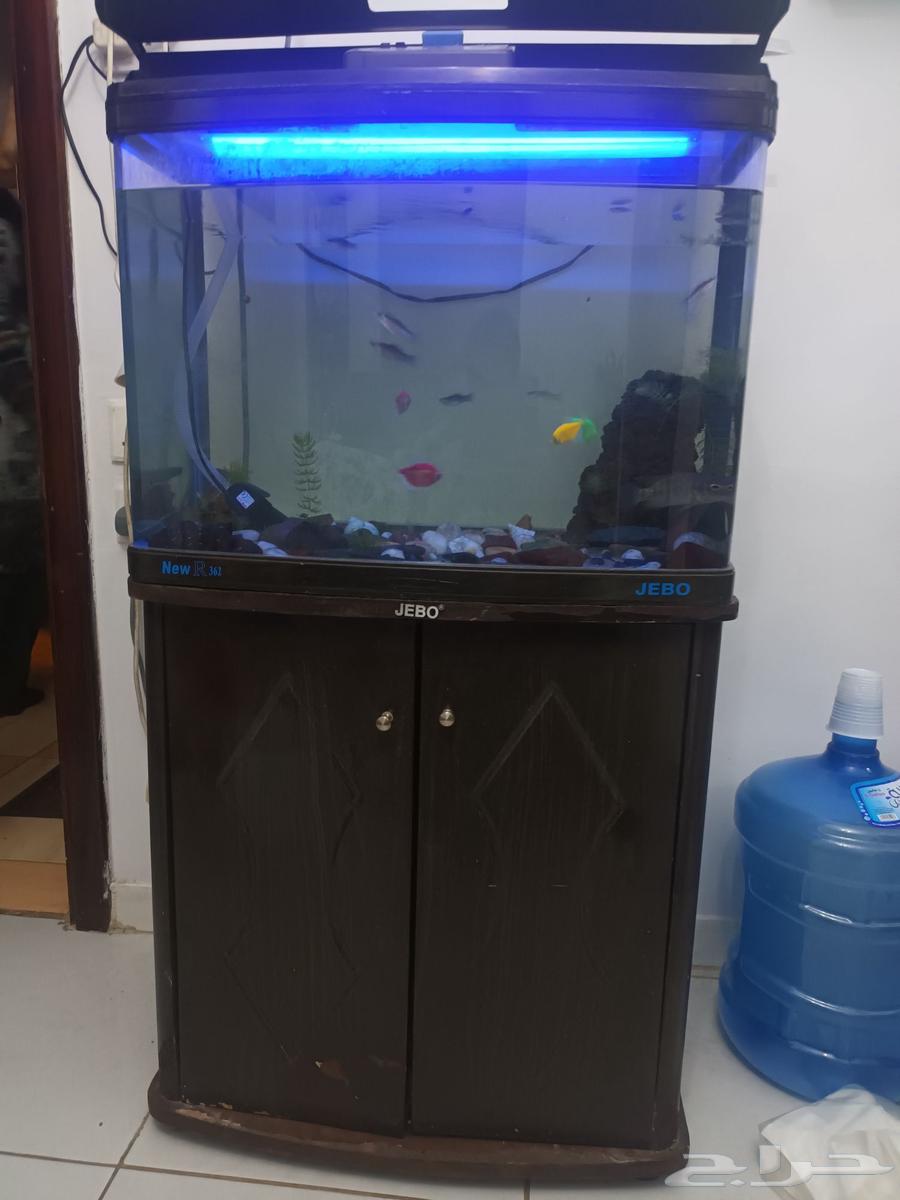 حوض سمك نظيف64372813340035112